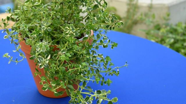 Foto: Svitlana Tatsenko