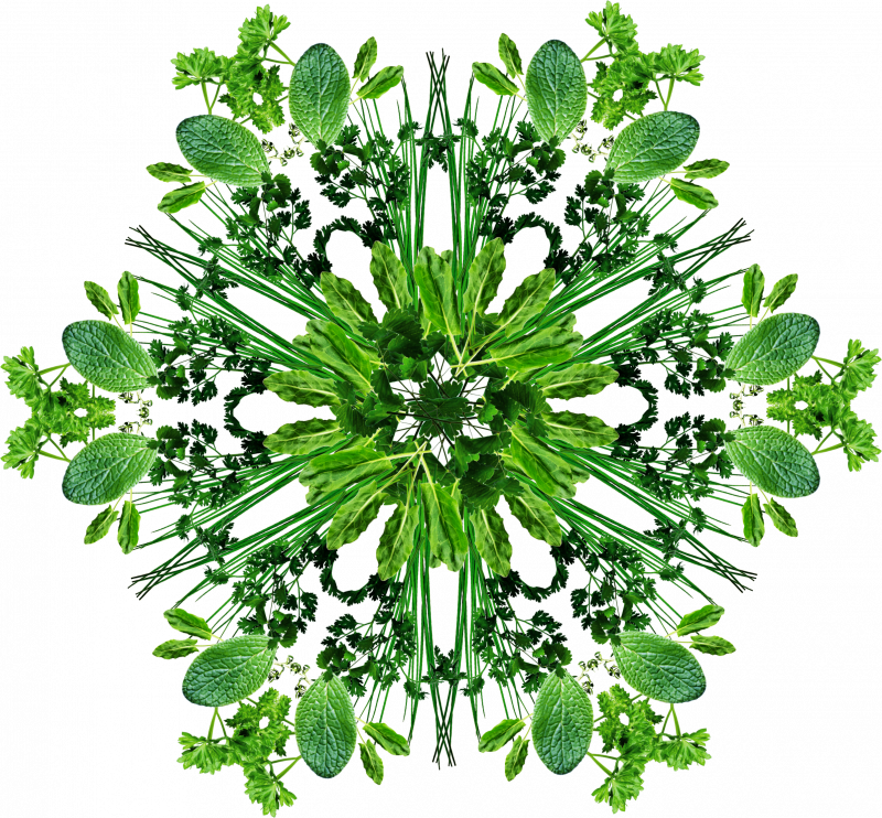 GSF_Kraeuter-Blume_01